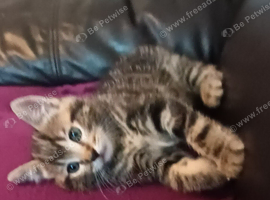 British short hair /black ghost tabby