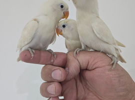 Hand reared super tame and friendly lovebirds amazing colours