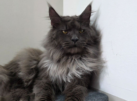 Chamion line maine coon stud