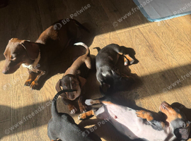 4 male dachshund puppies for sale