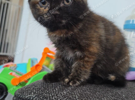 kittens ready now!