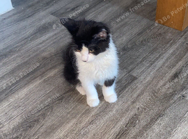 Kitten