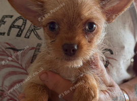 Chorkie boy pup