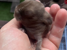 Mini lop rabbits