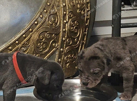 Cane corso x pups
