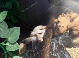 Full corn snake set up