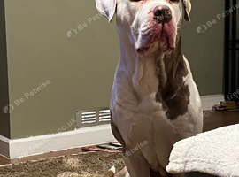 3 year old Male american Bulldog for rehoming