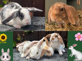 Mini Plush Lops. Hypoallergenic fur.