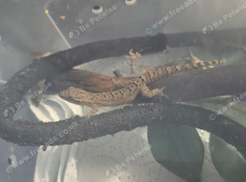 Free Mourning gecko's