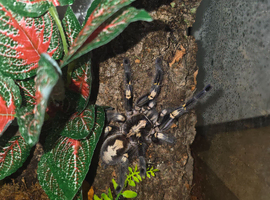 Adult Female P Metallica