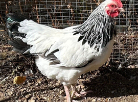 Light Sussex Bantam cockerel