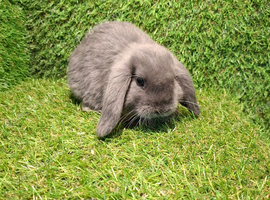 MINI LOPS