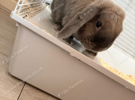 Beautiful bunny for sale