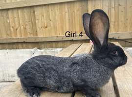 READY NOW!! pure bred continental giant