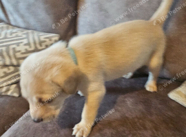 Kc labrador puppies red/yellow