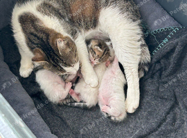 kittens ready to leave now