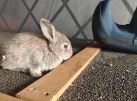 Bunny's looking forever home