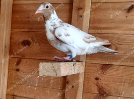 Yellow mueleman racing pigeon for sale