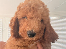 READY NOW&hellip;&hellip;Gorgeous Mini Goldendoodles