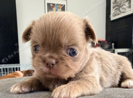 Beautiful Chihuahua puppies