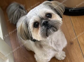 Shih Tzu for sale