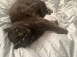 British short hair cat free to a loving home