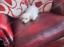 Gorgeous Poochon