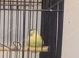 MALE CANARIES