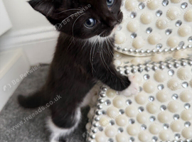 Beautiful kittens