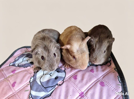 Baby Guinea Pigs
