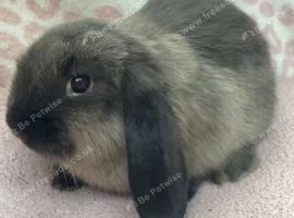 1x Mini lop male lefted