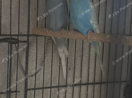 Budgies and cage