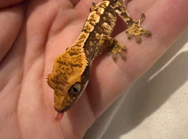 Various Crested Geckos
