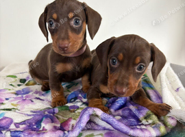 Dachshund