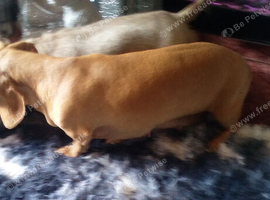 Dachshund