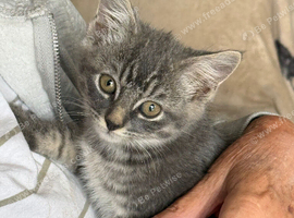 Grey tabby kitten 10 weeks old