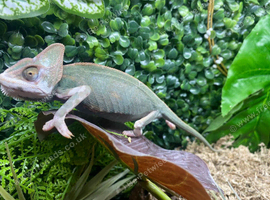 Female High Pied Yemen Chameleons at Birmingham Reptiles