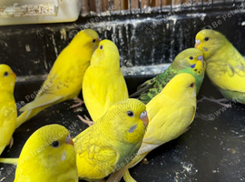 Budgies 3-4 months old.