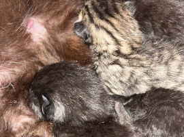 Kittens