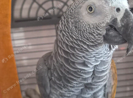 6 year old african grey