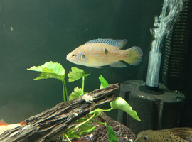 Jewel cichlids