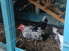 Serama cockerals