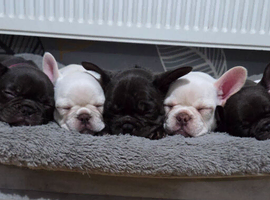 French bulldog dog puppies