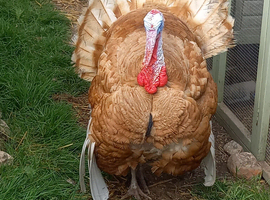 Turkey poults