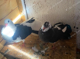 2 young fantails