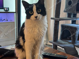 Loki 1 year old cat