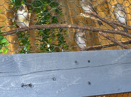 Goldfinch muld