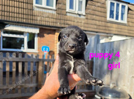Lurcher Puppies