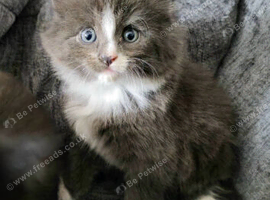 5 beautiful kittens