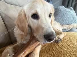 Woody is looking for his forever home
